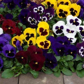 Pansy Mix Seeds