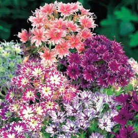 Phlox Twinkle Star Mix Seeds