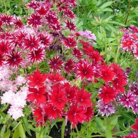 Phlox Twinkle Star Mix Seeds