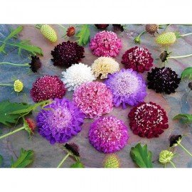 Scabiosa Mix Flower Seeds