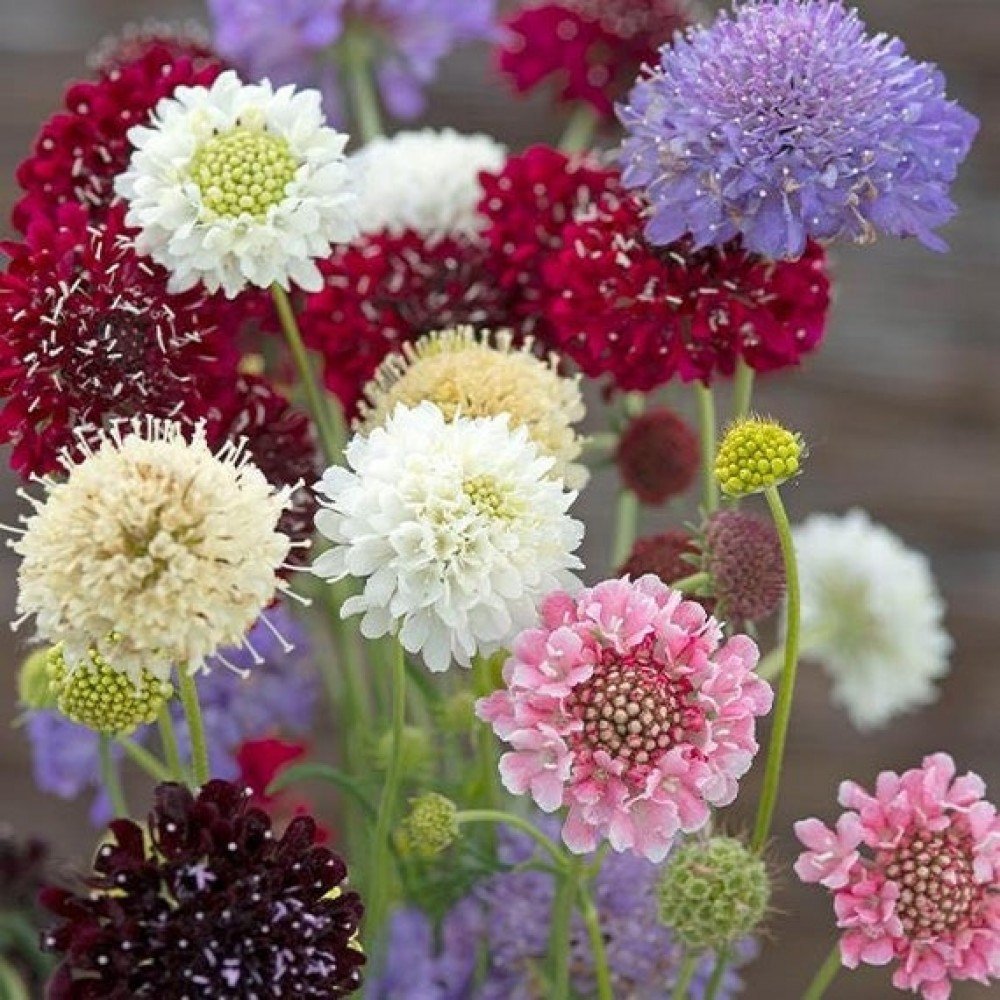 Scabiosa Mix Flower Seeds