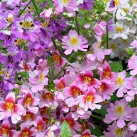 Schizanthus / Angelwings / Butterfly Flower Seeds