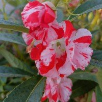 Double Color Balsam Flowe..