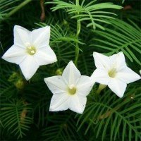 Cypress Vine (White) Seed..