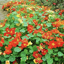 Express of India / Nasturtium Seeds