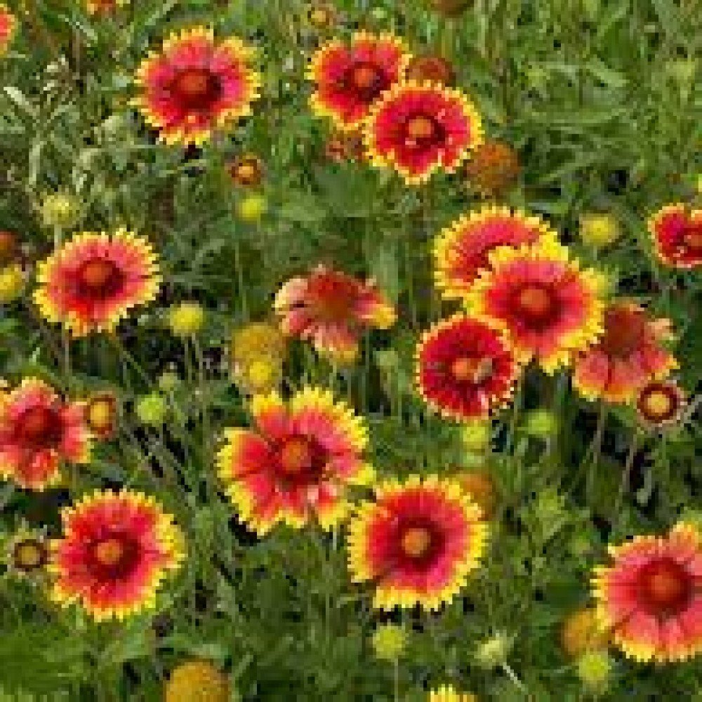 Firewheel  / Gaillardia Seeds