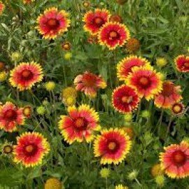 Firewheel  / Gaillardia Seeds