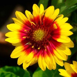 Firewheel  / Gaillardia Seeds