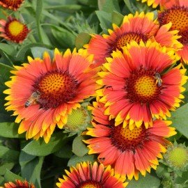 Firewheel  / Gaillardia Seeds
