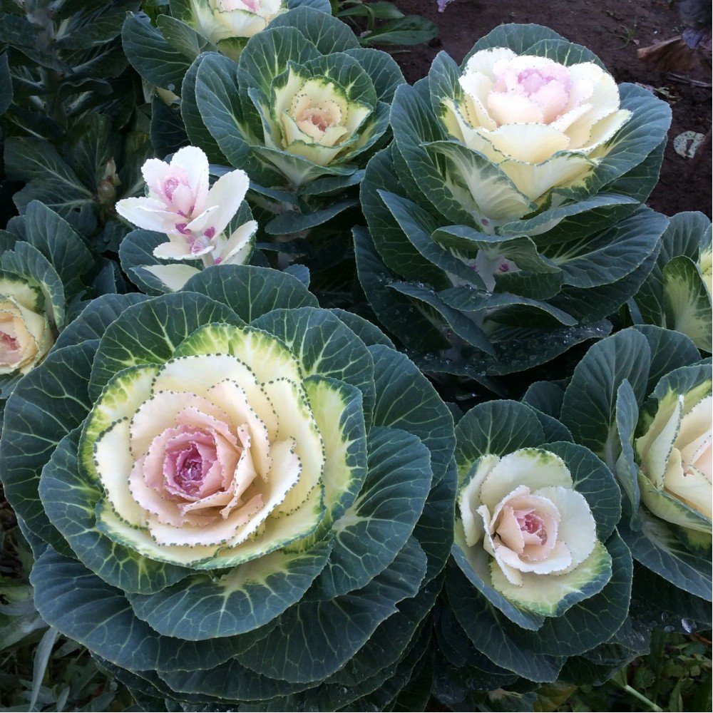 Flowering Kale / Ornamental Cabbage Seeds