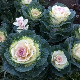 Flowering Kale / Ornamental Cabbage Seeds