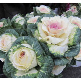 Flowering Kale / Ornamental Cabbage Seeds