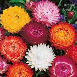 Everlasting Flower / Helichrysum Flower / Strawflower Seeds