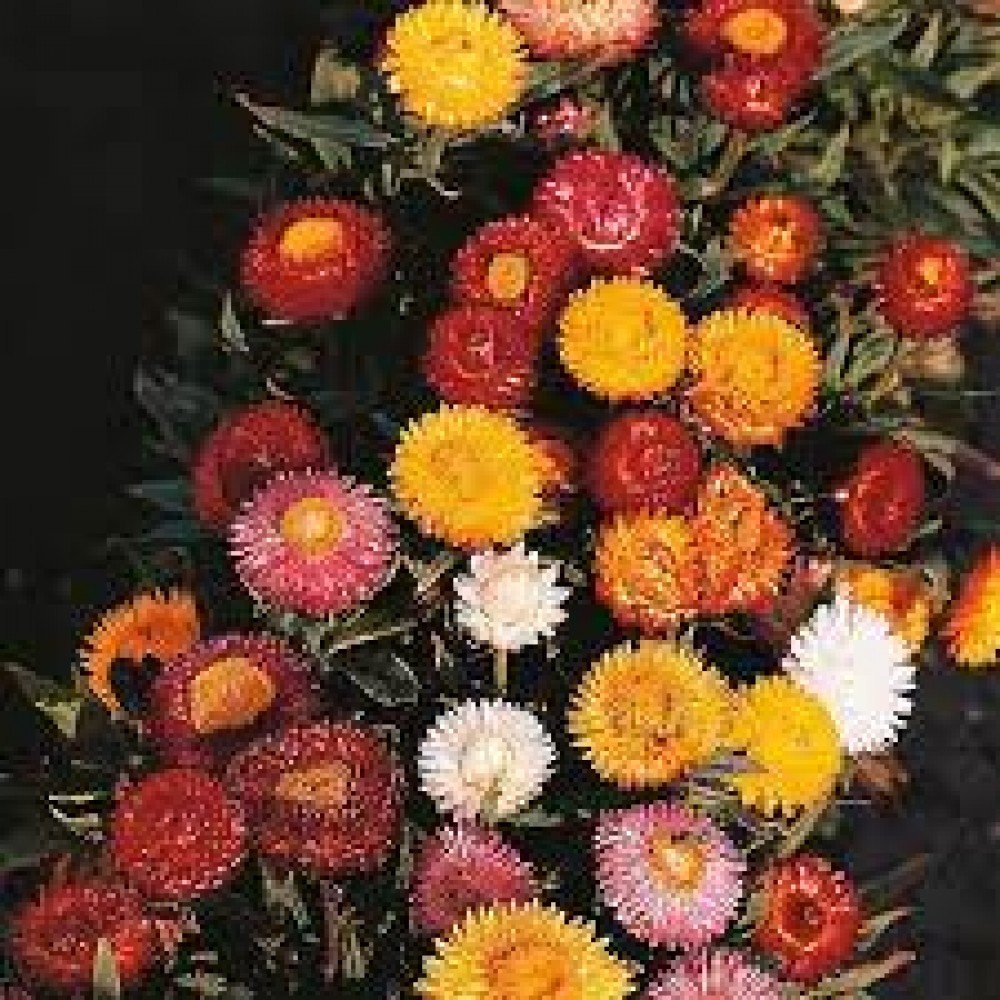 Everlasting Flower / Helichrysum Flower / Strawflower Seeds