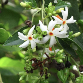Parijata / Night Jasmine Seeds