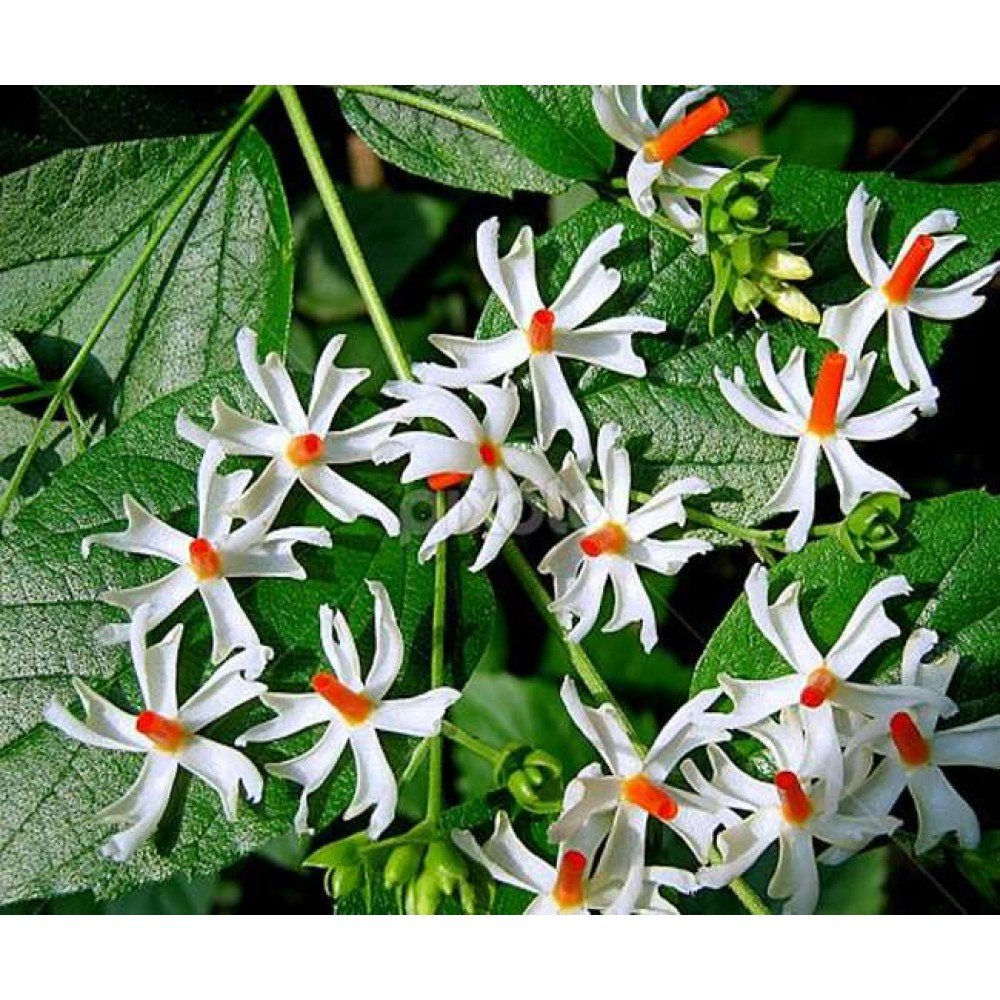Parijata / Night Jasmine Seeds