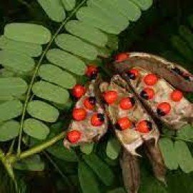 Abrus / Chirmi / Guruvindha Seeds