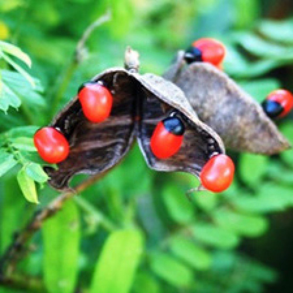 Abrus / Chirmi / Guruvindha Seeds