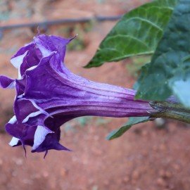 Purple Dathura Seeds / Purple Ummetha Seeds