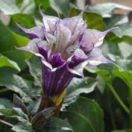 Purple Dathura Seeds / Purple Ummetha Seeds