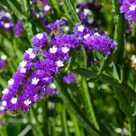 Limonium / Sea Lavender / Static Flower Seeds