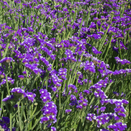 Limonium / Sea Lavender / Static Flower Seeds