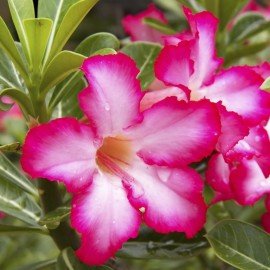 Adenium Single Petal ( Pink Color)