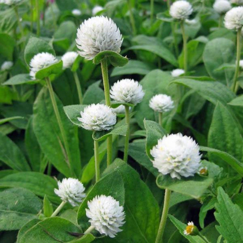 White Gomphrena Seeds / White Bogadabanthi Seeds