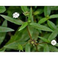 Bringaraj Seeds / Guntaga..