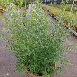 Henna Seeds / Gorintaku Seeds / Maruthani Seeds