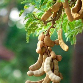 Tamarind Seeds/ Chintha Seeds
