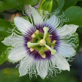 Passion Fruit Seeds