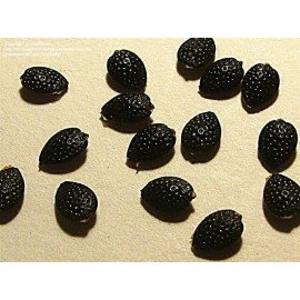 Passion Fruit Seeds