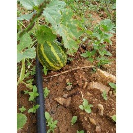 Sambar Dosakaya Seeds/ Sambar Cucumber Seeds/ Mangalore Cucumber Seeds