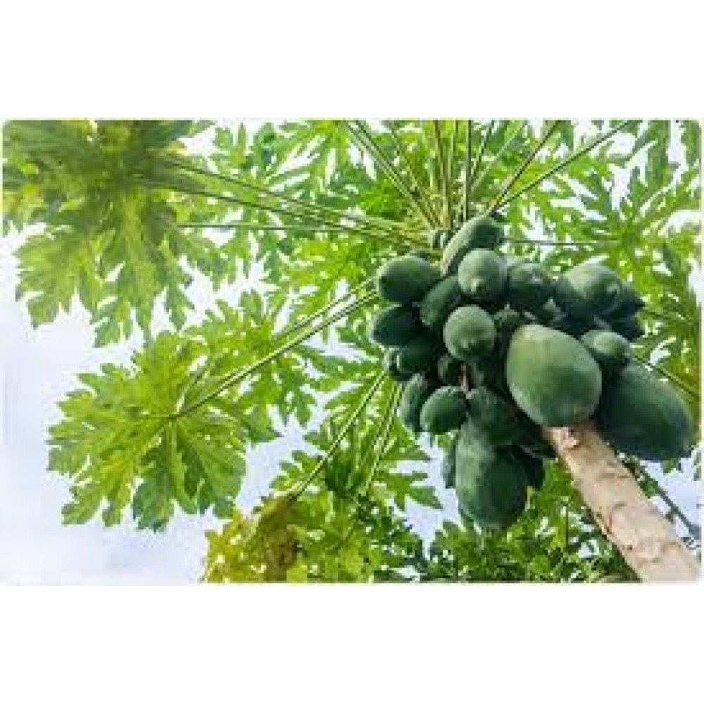 Boppaya / Papaya / Papeetha Seeds