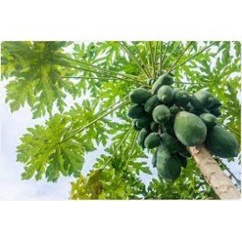 Boppaya / Papaya / Papeetha Seeds