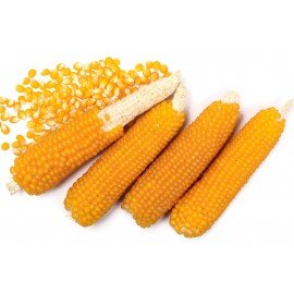 Popcorn Seeds
