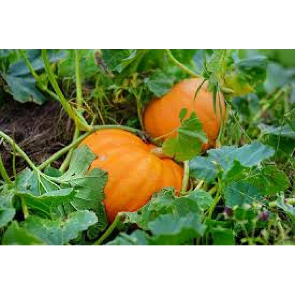 Sweet Pumpkin / Gummadi Kaya Seeds