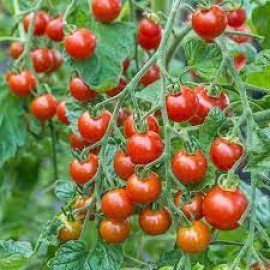 Tomato Creeper Seeds