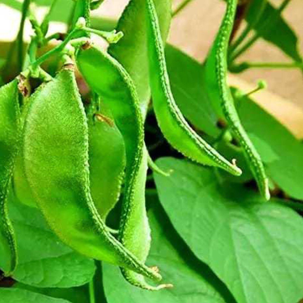 Broad Bean (Plant) Seeds / Vedalpu Chikkudu (Chettu) Seeds 