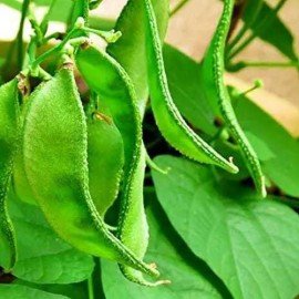 Broad Bean (Plant) Seeds / Vedalpu Chikkudu (Chettu) Seeds 