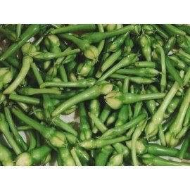 Clove Beans / Nithya Vazhuthina / Ipomoea