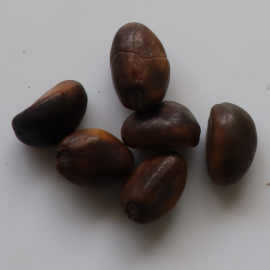 Clove Beans / Nithya Vazhuthina / Ipomoea