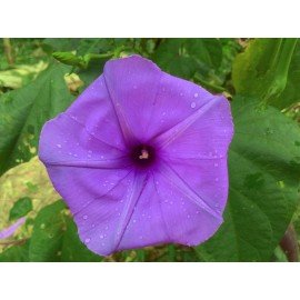 Clove Beans / Nithya Vazhuthina / Ipomoea