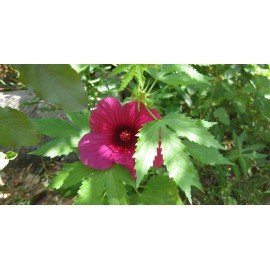 Gulabi Gongura / Rose Sour Spinach Seeds / Hibiscus Gongura