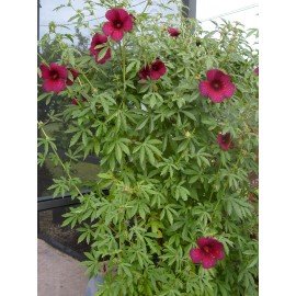 Gulabi Gongura / Rose Sour Spinach Seeds / Hibiscus Gongura