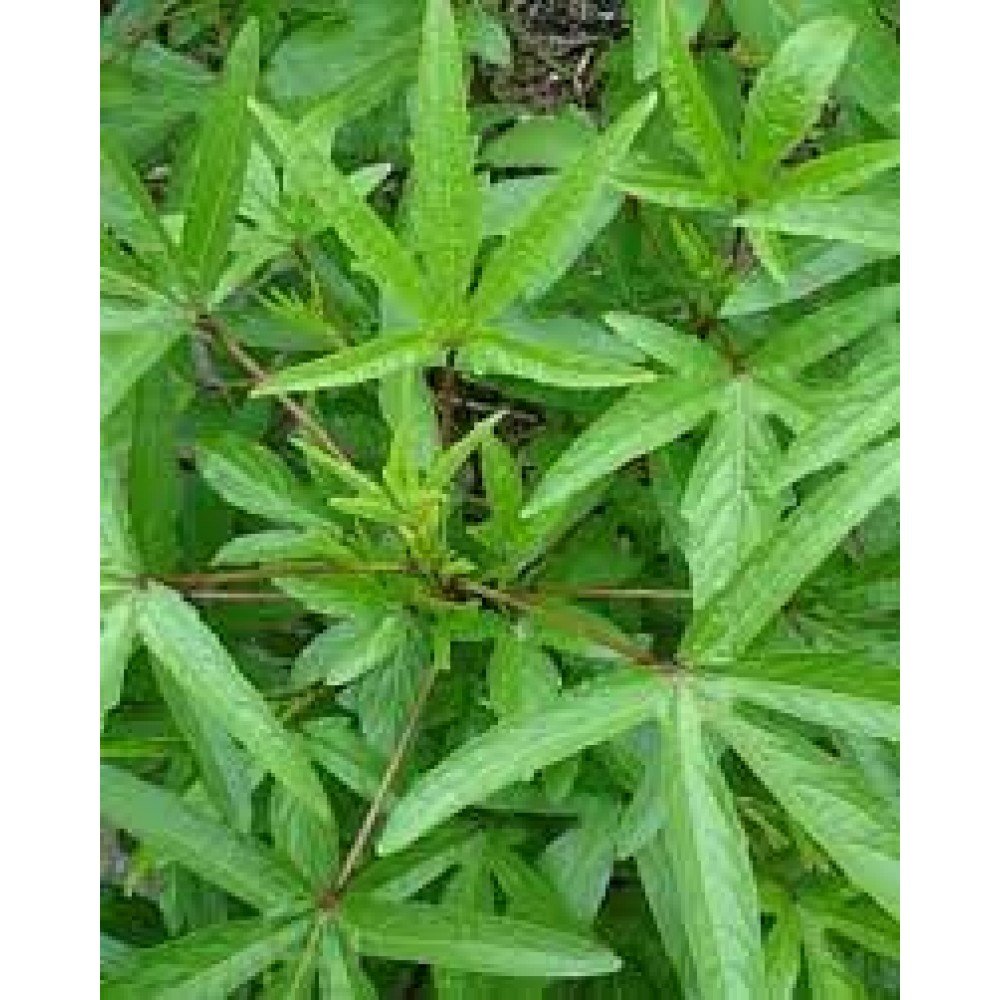Gongura / Rosella / Sour Spinach Seeds