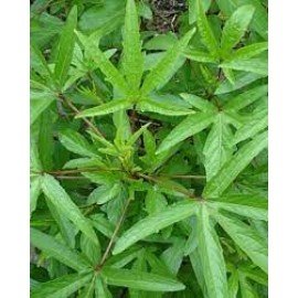 Gongura / Rosella / Sour Spinach Seeds