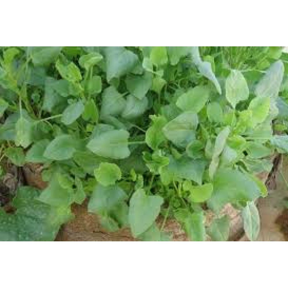 Chukka Kura / Indian Sorrel Seeds