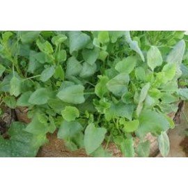 Chukka Kura / Indian Sorrel Seeds